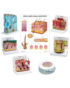 Skin Anatomy & Pathology Collection [Pack of 1]