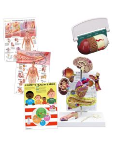Type II Diabetes Education Collection [Pack of 1]