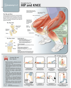Strengthening the Hip and Knee Chart / Poster - Laminated [Pack of 1]