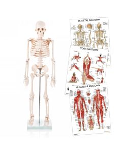 Yoga Teacher Anatomy Collection [Pack of 1]