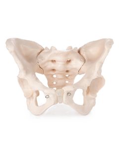 Budget Female Pelvis Model [Pack of 1]