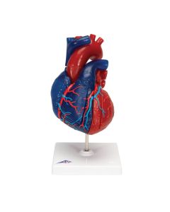 Didactic Heart Model (5 part) [Pack of 1]