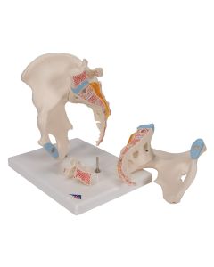 Male Pelvis Model (3 part) [Pack of 1]