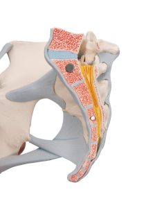 Female Pelvis Model with Ligaments (3 part) [Pack of 1]