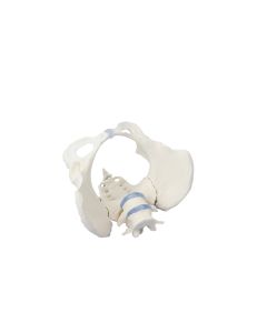 Female Pelvis Model with Flexible Vertebrae [Pack of 1]