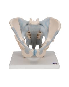Male Pelvis Model with Ligaments (2 part) [Pack of 1]