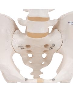 Male Pelvis Model [Pack of 1]