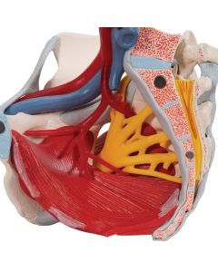 Female Pelvis Model with Ligaments, Vessels, Nerves and Organs [Pack of 1]