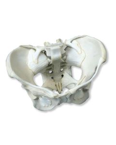 Pelvis Model with Ligaments [Pack of 1]