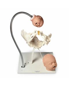 Pelvis Model with Foetal Heads on Stand [Pack of 1]