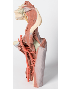Pelvis and Thigh 3D Printed Anatomy Model (Deep Dissection) [Pack of 1]