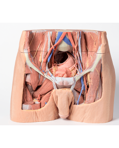 Male Pelvis 3D Printed Anatomy Model [Pack of 1]
