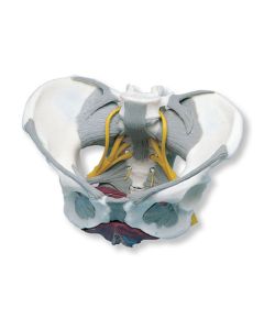 Pelvis Model with Ligaments, Nerves and Pelvic Floor Muscles [Pack of 1]