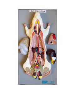 Rat Dissection Model [Pack of 1]