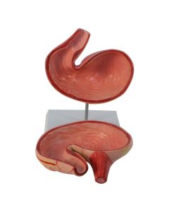 Pig Stomach Model (2 Part) [Pack of 1]