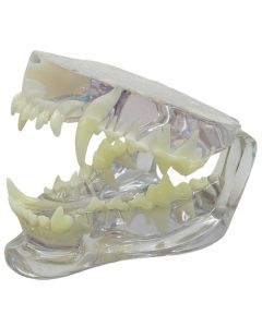 Transparent Canine Jaw Model [Pack of 1]