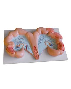 Pig Uterus Model [Pack of 1]