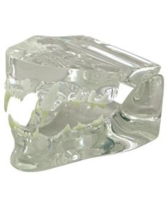 Transparent Feline Jaw Model [Pack of 1]