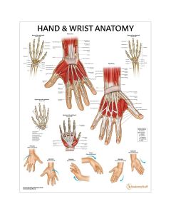 Upper Limb Patient Education Collection [Pack of 1]