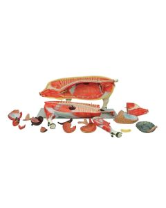 Pig Model (18 part) [Pack of 1]