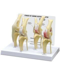 Canine Osteoarthritis Knee Model Set [Pack of 1]