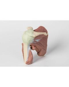 Shoulder 3D Printed Anatomy Model (Muscles, Nerves and Vessels) [Pack of 1]