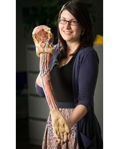 Upper Limb 3D Printed Anatomy Model (Superficial Dissection) [Pack of 1]