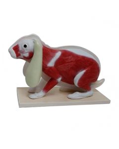Rabbit Anatomy Model (9 part) [Pack of 1]