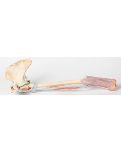 Upper Limb 3D Printed Anatomy Model (Biceps, Bones & Ligaments) [Pack of 1]