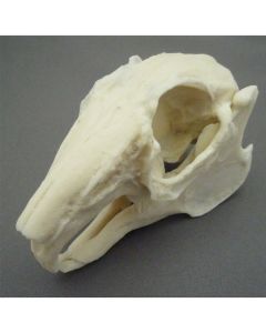 Rabbit Skull Model [Pack of 1]