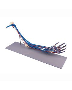 Vascular Arm Model [Pack of 1]