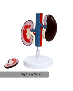Pig Kidney Model [Pack of 1]