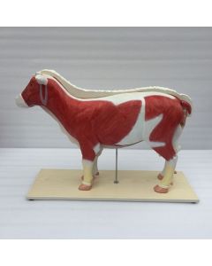 Sheep Anatomy Model (11 part) [Pack of 1]