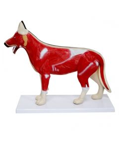 Small Dog Anatomy Model (10 part) [Pack of 1]