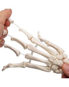 Loose Hand and Forearm Skeleton Model on Elastic [Pack of 1]