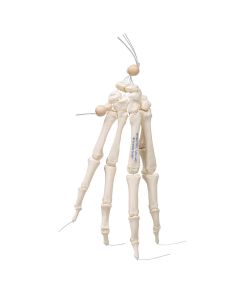 Loose Hand Skeleton Model on Elastic  [Pack of 1]