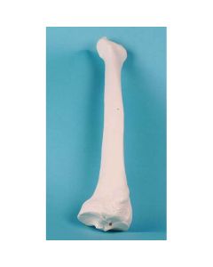 Radius Bone Model [Pack of 1]