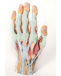 Hand 3D Printed Anatomy Model [Pack of 1]