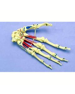 Painted Articulated Hand Model [Pack of 1]