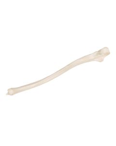 Ulna Bone Model 1 [Pack of 1]