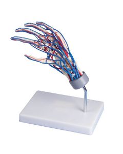 Vascular Hand Model [Pack of 1]