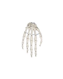 Hand Skeleton Model with Numbers [Pack of 1]