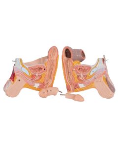 Deluxe Dual Sex Muscle Figure (45 part) [Pack of 1]