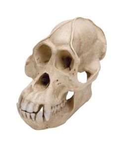 Orangutan Skull Model (Pongo Pygmaeus, Male) [Pack of 1]