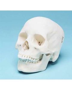 Skull Model (3 Part) [Pack of 1]