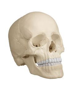 Osteopathic Skull Model (22 part) [Pack of 1]