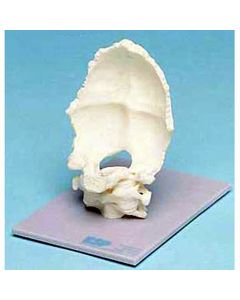 Occipital Joint Model [Pack of 1]