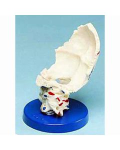 Painted Occipital Joint Model with Ligaments [Pack of 1]
