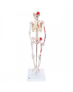 Shorty Mini Skeleton Model with Painted Muscles [Pack of 1]