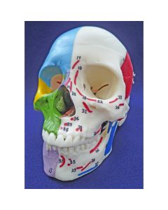 Painted Skull Model with Muscle Markings [Pack of 1]